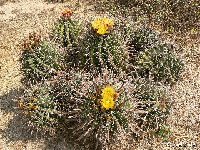 Ferocactus herrerae ex horridus MCA 9P1100822.JPG